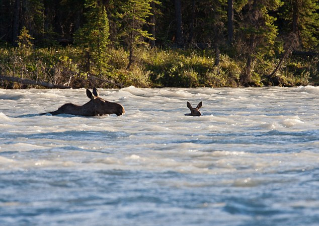 Khi cái chết cận kề, nai mẹ bỗng trở nên mạnh mẽ và dùng sức đạp của chân cố gắng hết sức bơi và đẩy nai con vào bờ.