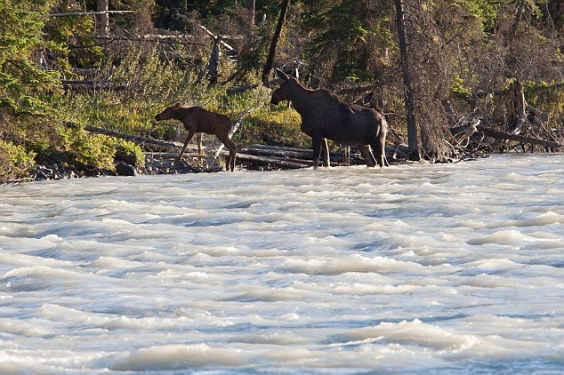 Sau khi an toàn vào bờ, hai mẹ con nai sừng tấm đi nhanh vào khu rừng.