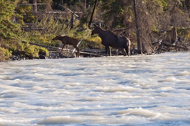 Sau khi an toàn vào bờ, hai mẹ con nai sừng tấm đi nhanh vào khu rừng.