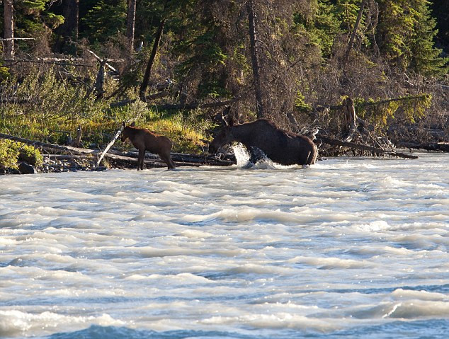 Vùng nước sông đầy biến động đã suýt lấy đi sinh mạng nai con.