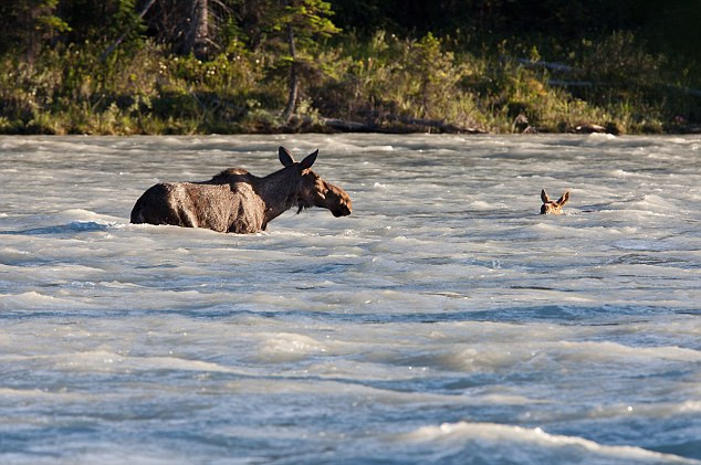 Thấy con đang phải đối mặt với nguy hiểm, nai mẹ đã cố gắng hết sức mình để giải cứu.