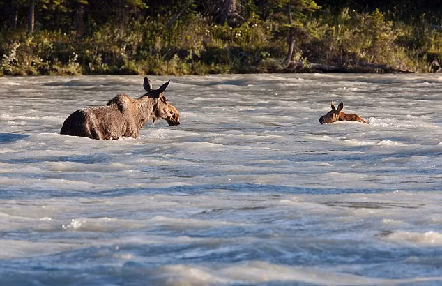 Nai mẹ và nai con bị cuốn trôi theo dòng nước.