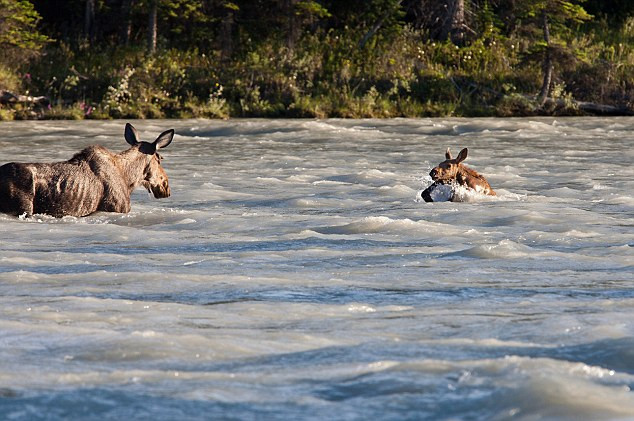 Tuy nhiên, nước sông chảy mạnh khiến cả hai mẹ con nai đã bị cuốn theo dòng trong khoảng 4 phút và trôi dạt hơn 500 m đến gần đoạn ghềnh.