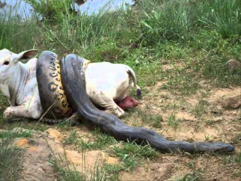 Một chú bò đang "lịm đi" vì bị con trăn khổng lồ siết chặt.