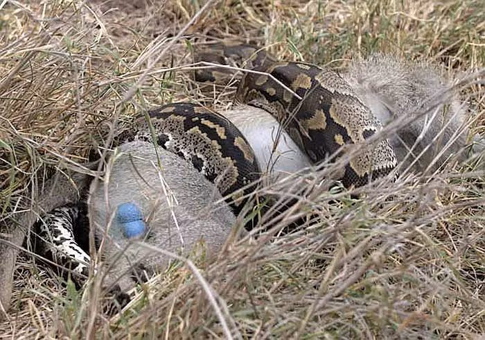 Kể cả những con mồi lớn cũng bị hạ gục.