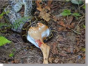 Sau đó, trăn nuốt chửng con mồi.