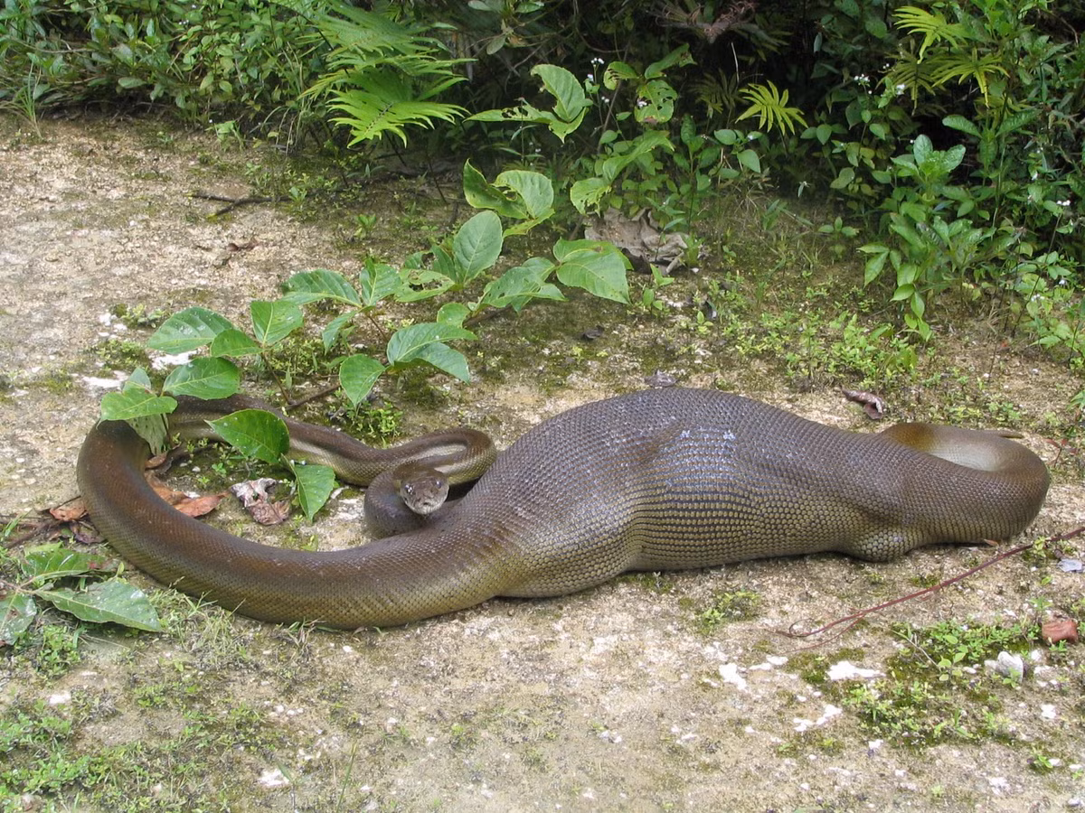 Con trăn no phình bụng sau khi "xơi tái" con mồi.