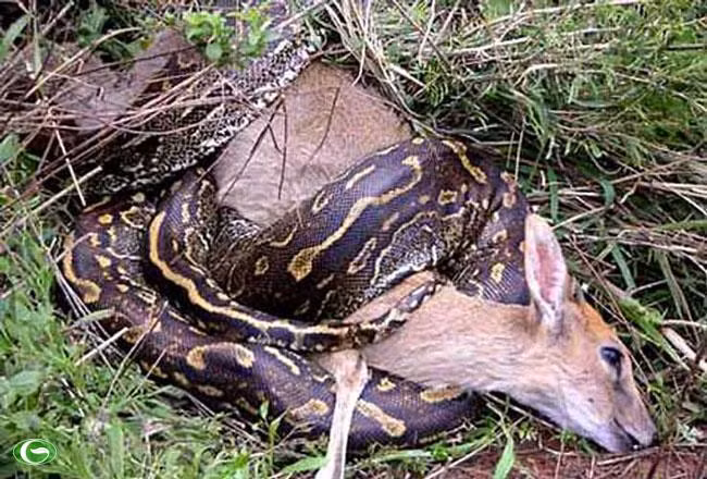 Những con mồi rơi vào tầm ngắm của trăn dường như không thể chống cự bởi sự khỏe mạnh của "kẻ săn mồi".