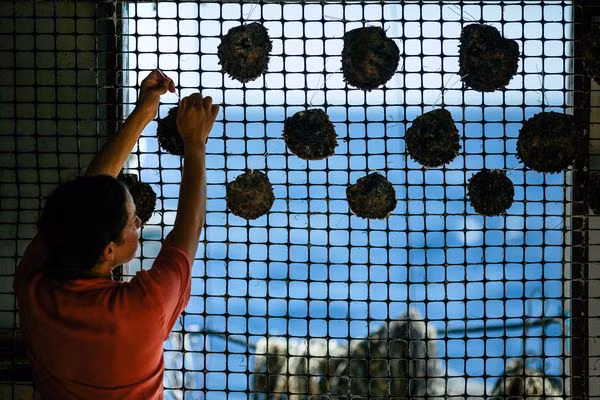 Người ta cố định những con trai vào một tấm lưới và thả xuống nước nuôi trong 2 năm, sau đó mới cấy (ghép) ngọc vào trong chúng để chúng phát triển và sinh sản ra ngọc.