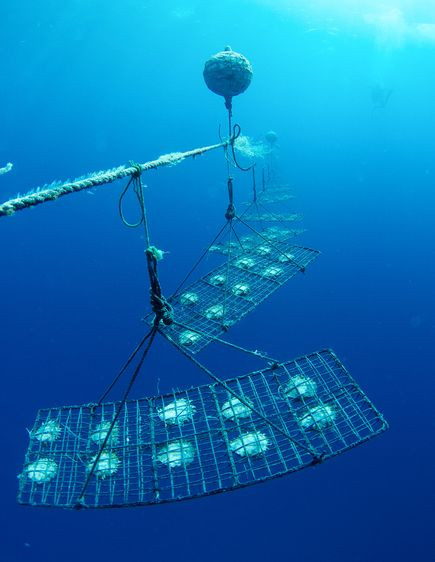 Những con trai phải được cố định ở những khoảng cách đều nhau để chúng có đủ thực phẩm. Nếu con trai được xếp ở vị trí quá gần, ngọc trai của chúng sẽ nhỏ hơn và ít sáng bóng.