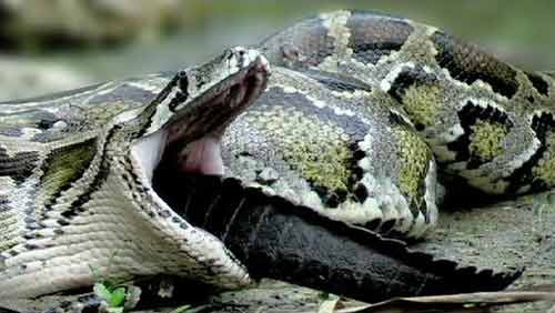 Thậm chí, trăn còn nuốt cả con mồi hết sức "khó nhằn" như cá sấu.