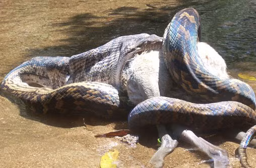 Con chuột túi lớn này cũng không thể thoát khỏi "kẻ săn mồi".