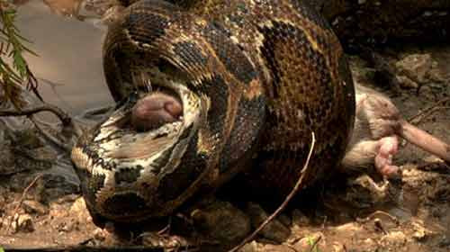 Một con chuột bị trăn siết chết.