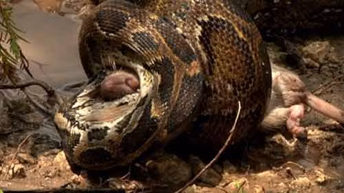 Một con chuột bị trăn siết chết.