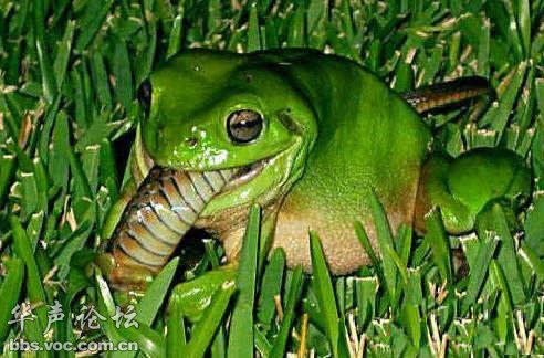  Chú ếch màu xanh tưởng chừng như nhỏ bé nhưng lại có một sức mạnh phi thường và có thể hạ gục và xơi ngấu nghiến kẻ thù hung ác. 