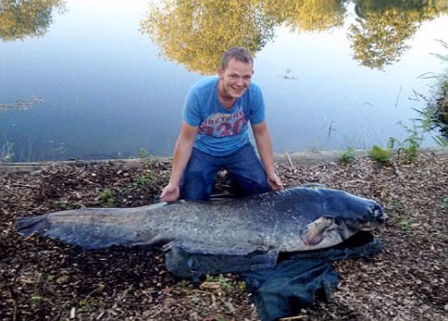 Đầu bếp người Anh James Jones, 31 tuổi, đã “tóm” được con cá da trơn nặng 65,3 kg ở Essex (Anh).