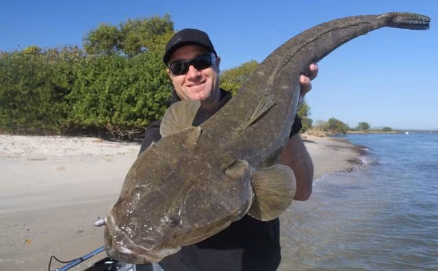 Con cá trê khủng bắt được ở Australia.