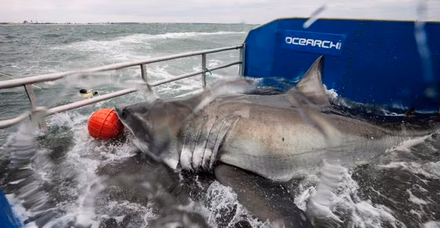 Cá mập trắng nặng 1.000 kg bị các nhà khoa học bắt sống ngoài khơi Florida (Mỹ) để gắn thẻ định vị GPS lên vây, phục vụ cho một dự án nghiên cứu.