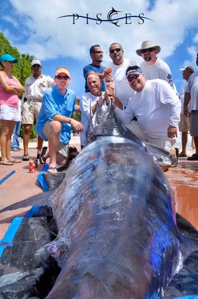 Một con cá cờ xanh nặng 327 kg bắt được ngoài khơi Cabo San Lucas (Mexico).