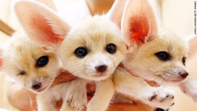 Cáo sa mạc rất khác với những con cáo thông thường ở hình dáng và bởi nó có thể thuần hóa được. Cáo sa mạc có cái tai to khủng khiếp, có nhiều con tai còn to hơn cả mặt. Một con cáo sa mạc sống trung bình từ 12 đến 16 năm. Con cáo trưởng thành nặng hơn 10kg. Chúng sống nhiều ở vùng sa mạc quanh Bắc Phi.