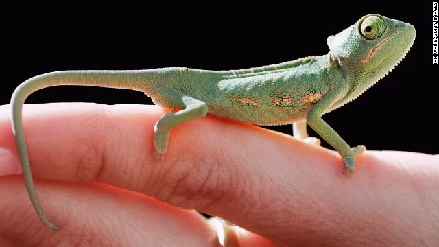 Tắc kè hoa có khả năng thay đổi màu sắc để ẩn nấp trước kẻ thù. Nhưng để làm được như vậy, còn tùy thuộc rất nhiều vào nhiệt độ, ánh sáng và tâm trạng của chúng.