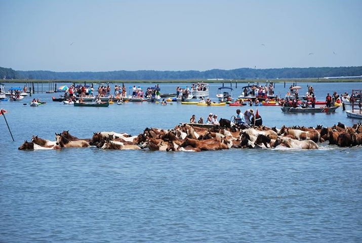 Lễ hội này bắt đầu được tổ chức từ năm 1925. Sau khi bơi vào bờ, những con ngựa sẽ được đem đấu giá để gây quỹ. Những con không bán sẽ được mang trở lại khu bảo tồn để tiếp tục tham gia vào năm sau.