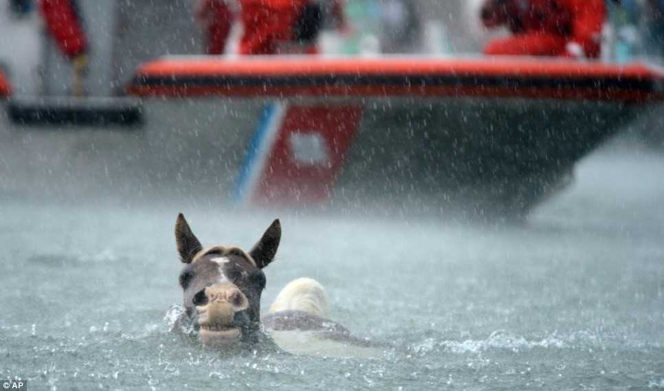 Một con ngựa nỗ lực bơi vào bờ.Chỉ mất 5 phút, những con ngựa khỏe mạnh đã bơi tới bờ bên kia một cách an toàn.