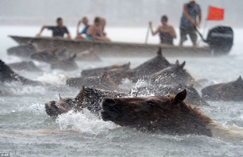 Phải đối mặt với mực nước cao nhất trong thời gian gần đây, bầy ngựa khó khăn bơi qua sông trong khi người xem phải lội qua những vùng đầm lầy hoặc chèo thuyền kayak ra giữa dòng kênh để nhìn toàn cảnh.