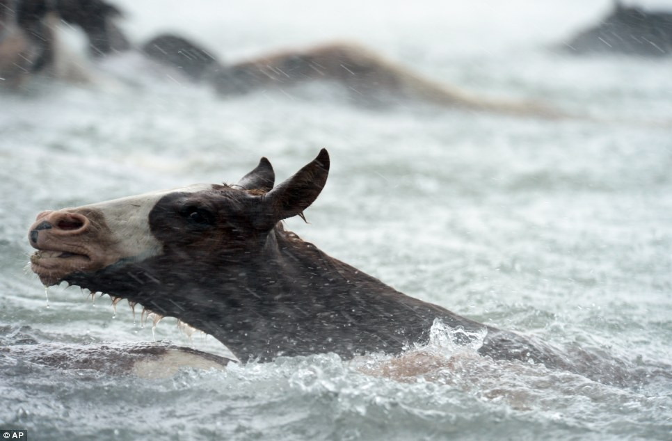 Không nản lòng bởi thời tiết xấu (mưa lớn, nước mạnh), những con ngựa vẫn nỗ lực bơi vào bờ.