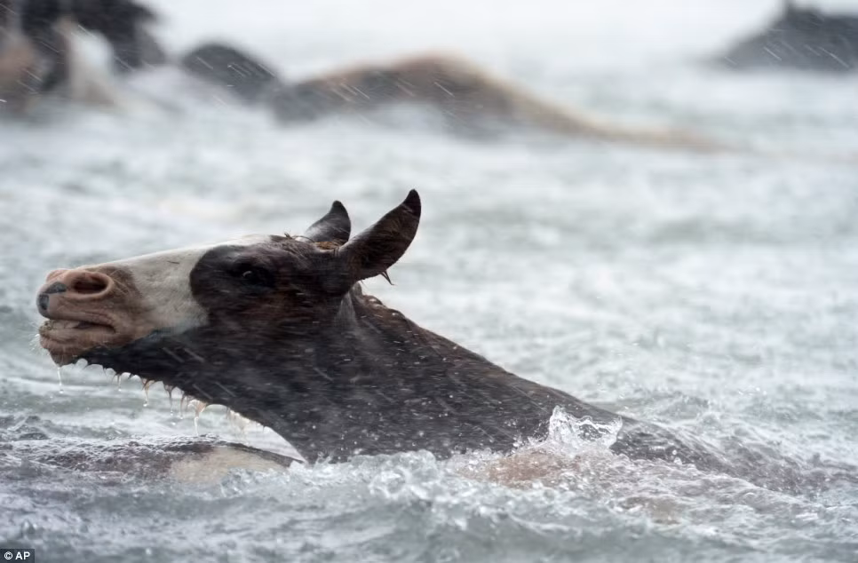 Không nản lòng bởi thời tiết xấu (mưa lớn, nước mạnh), những con ngựa vẫn nỗ lực bơi vào bờ.