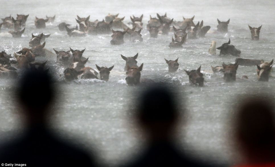 Vào ngày diễn ra sự kiện, người ta dồn hàng trăm con ngựa xuống con kênh.
