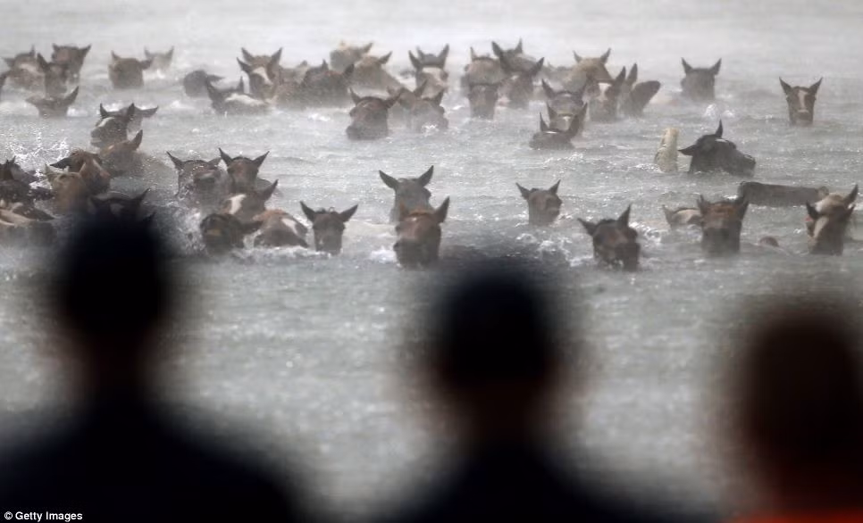 Vào ngày diễn ra sự kiện, người ta dồn hàng trăm con ngựa xuống con kênh.