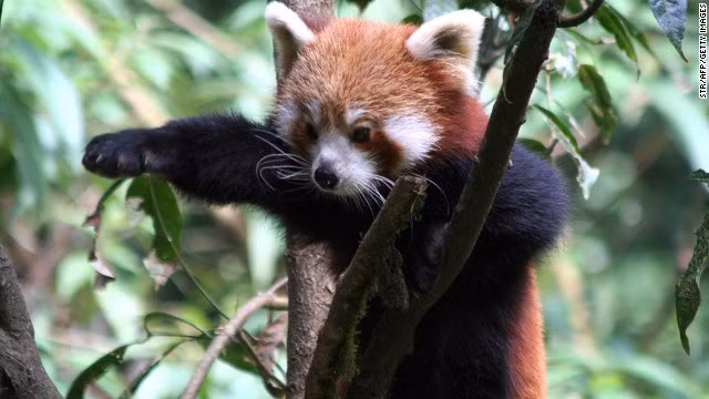 Gấu trúc đỏ là loài động vật có vú ăn cỏ, đặc biệt là ăn lá tre. Nó nhỉnh hơn mèo nhà một chút (dài khoảng 40 - 60cm, nặng khoảng 3 - 6kg). Đây là loài đặc hữu của dãy núi Himalaya và ở miền Nam Trung Quốc.