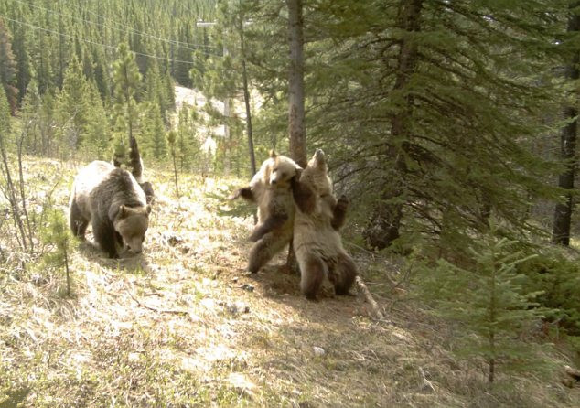 Dường như gốc cây này rất có sức lôi cuốn những con gấu.