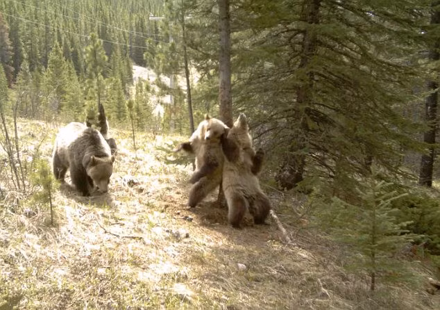 Dường như gốc cây này rất có sức lôi cuốn những con gấu.