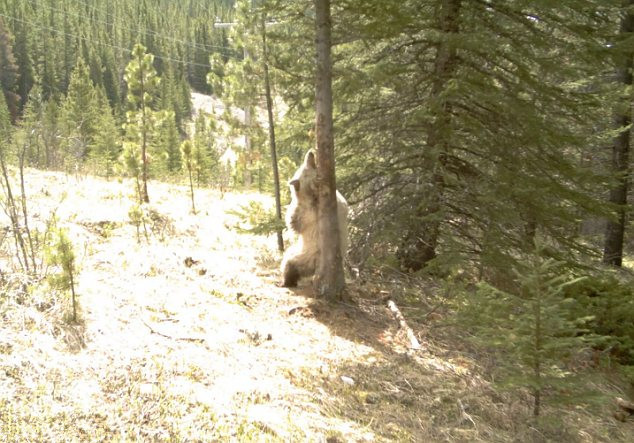 ...cọ thân người vào cây.