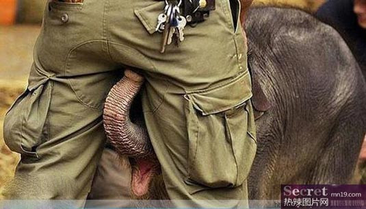 Voi con trêu ghẹo một người đàn ông.