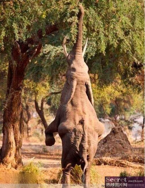 Chú voi vươn chiếc vòi dài hái lá cây.