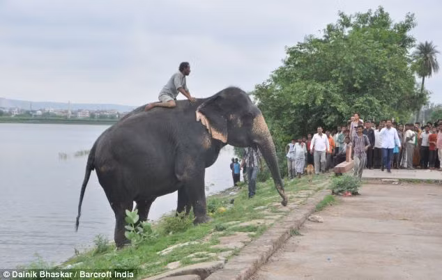 Với sự giúp đỡ của các thuyền viên, ông Arshad Ali đã nhẹ nhàng dỗ dành chú voi quay trở lại bờ trước sự chứng kiến của đám đông người du khách.