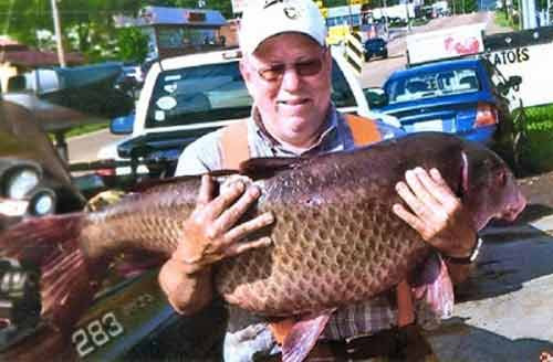 Cần thủ người Mỹ Steve Coursey bên chiến lợi phẩm là con cá chép đen nặng 25,5 kg.