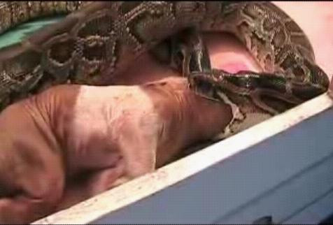 Chó cũng là một "con mồi" hấp dẫn loài trăn.