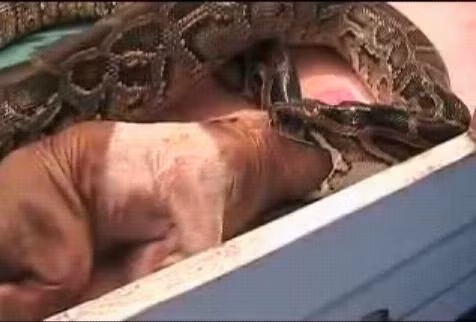 Chó cũng là một "con mồi" hấp dẫn loài trăn.