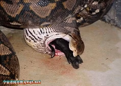 Con mồi đang nằm gọn trong miệng trăn.