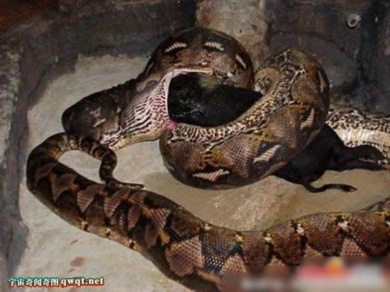 Con trăn to lớn nuốt một con lợn rừng.