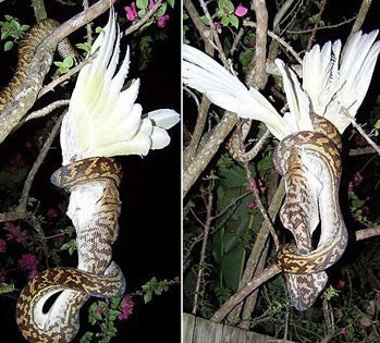 Trăn tấn công cả chim...