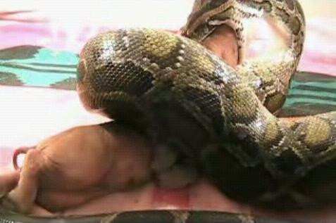 Con trăn khủng nuốt con mồi rất bình tĩnh.