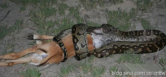 ...sau đó, từ từ nuốt chửng con vật.