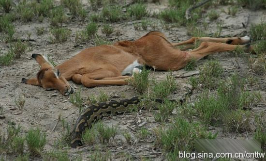 Những con mồi như hươu, nai, linh dương... khá dễ dàng để loài trăn "chinh phục".
