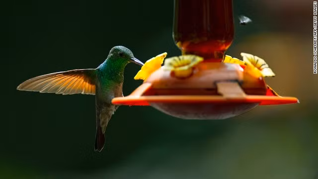 Chim ruồi là một trong những loài chim nhỏ nhất, trong đó chim ruồi ong hiện là loài chim bé nhỏ nhất trên Trái đất với chiều dài chỉ khoảng 5 cm. Loài chim dễ thương này có khả năng đặc biệt, đó là bay đứng giữa không trung nhờ khả năng đập cánh cực nhanh (dao động khoảng từ 12 tới 90 lần/giây tùy từng loài).