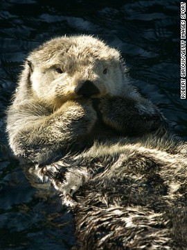 Rái cá là một nhóm động vật có vú ăn thịt sống dưới nước hay đại dương. Rái cá biển có lớp lông trong dày (1.000 sợi lông/mm2) và mịn, được bảo vệ bởi lớp lông ngoài giúp cho chúng khô ráo dưới nước và lưu lại một lớp không khí để giữ ấm.